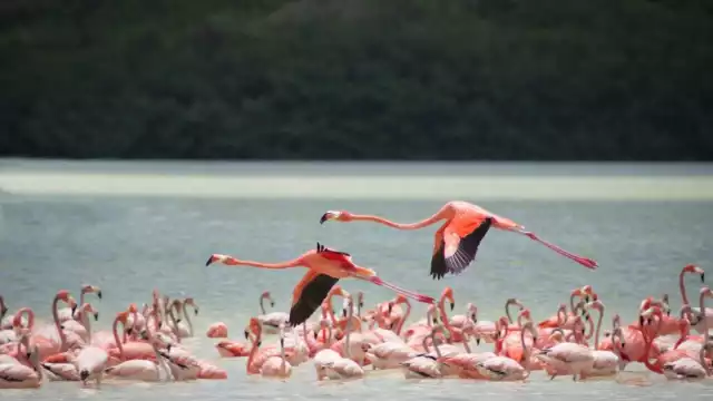 Pedro Infante visitaba con regularidad esta isla, bautizándola como “Isla del Encanto”
