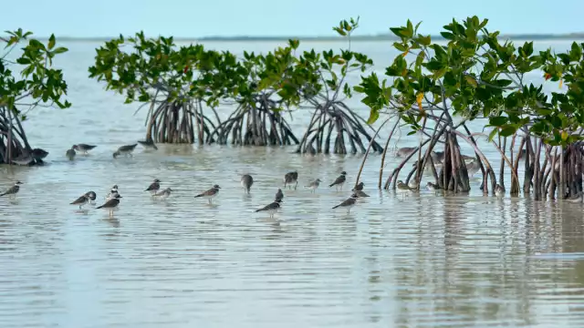 La zona cuenta con amplias franjas de humedales donde habita una gran diversidad de fauna, como cocodrilos, iguanas espinosas rayadas y otras especies
