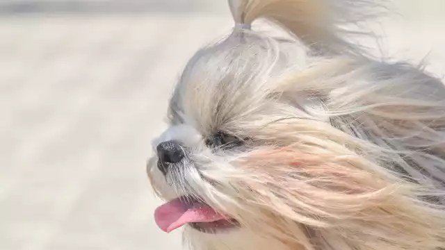 Instan a tipificar como delito el comercio de fauna