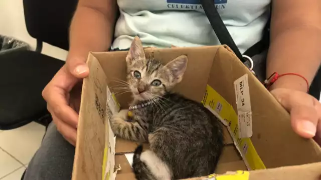 De acuerdo a la Secretaría de Salud estatal, la jornada será de 9 a 14 horas,