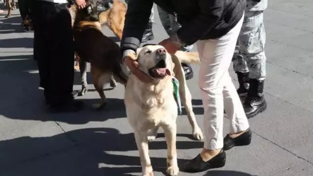 Los 34 perros serán entregados a familias para tener un nuevo hogar