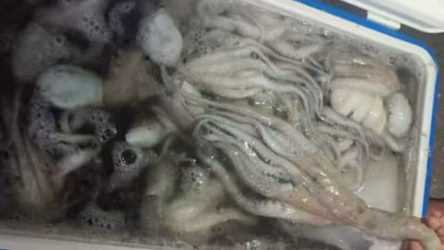 Los pescadores esperan mejor captura de pulpo que el año pasado