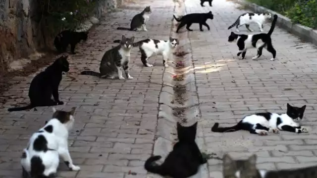 El fiscal de Grasse mencionó que se encontraron cadáveres de gatos en todos los lugares de la casa