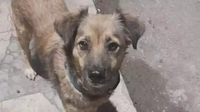 La muerte de Duke, un perrito muy querido en la localidad, genera una ola de enojo y molestia
