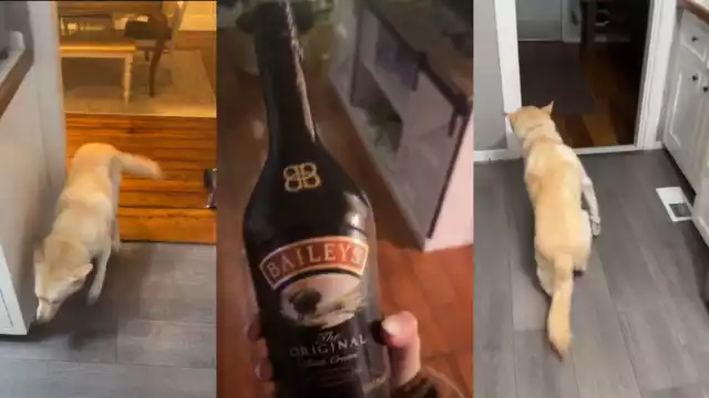 Las pruebas del delito. Foto: Especial