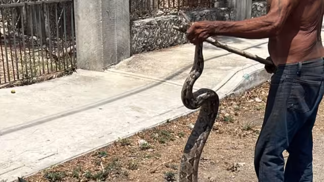 La boa fue capturada para ser puesta en libertad