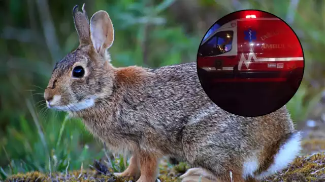 En redes sociales circula la versión de una menor herida por un conejo en Motul