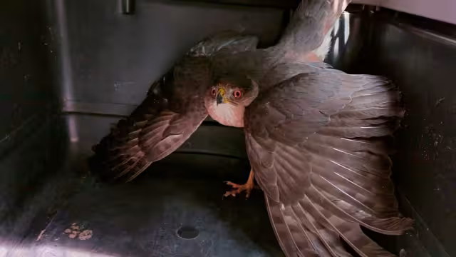 El ave se encuentra en buenas condiciones de salud