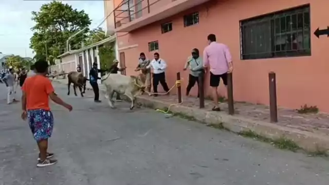 Un agente policiaco logró detener a una vaca
