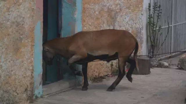 En la localidad, durante las noches era evidente la presencia de estos seres sobrenaturales