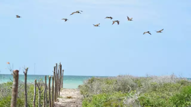 Los desarrollos inmobiliarios en la costa como Paraíso Sisal resultan “una bomba de tiempo”