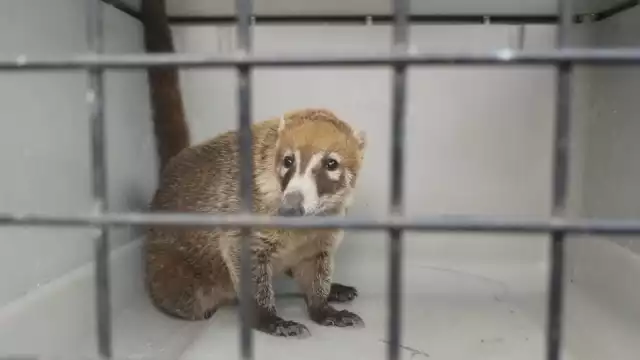 El coatí fue capturado para ser entregado a la Profepa
