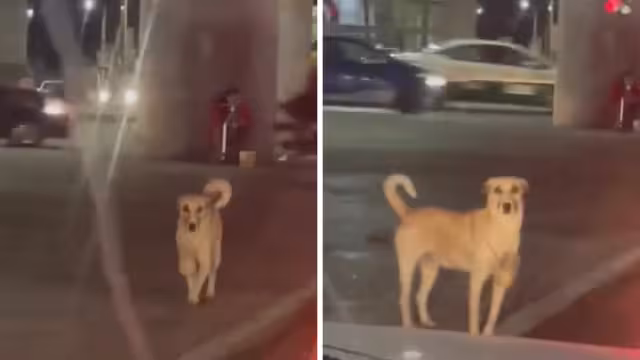 El perrito recolecta el dinero en una lata atada al cuello