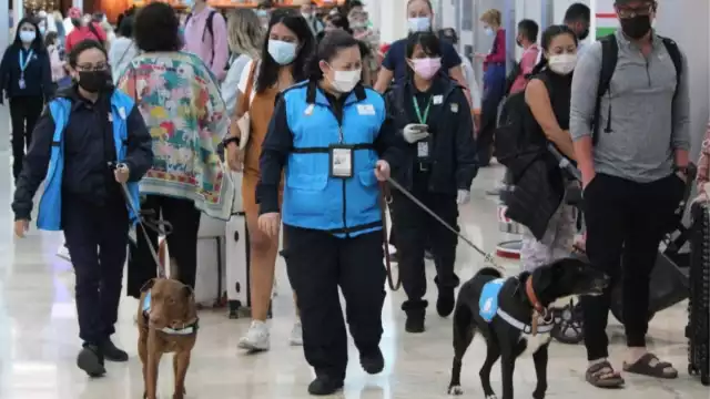 Valquiria forma parte de un programa de la Secretaría de Agricultura y Desarrollo Rural