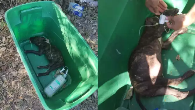 La perrita medicada murió antes de ser rescatada