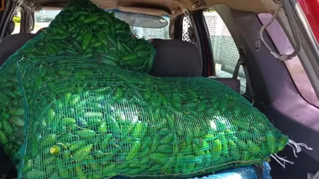 La pareja había abordado dos costales con chiles jalapeños a su camioneta