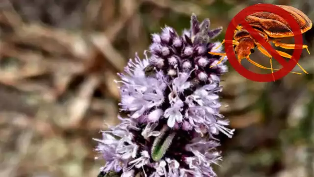 El poleo, es una planta aromática, que puede usarse como insecticida natural, contra las chinches