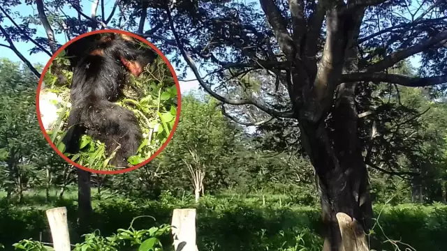 La población pide a las autoridades tomar cartas en el asunto y terminar con este problema