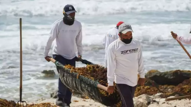 Los brigadistas de la Zofemat también acuden a playas con mayor cantidad del vegetal, como Chen Río, San Martín y Bonita