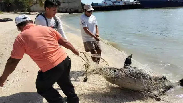 El delfín fue visto en Plana Norte, Ciudad del Carmen