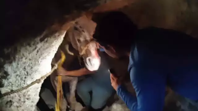 Las labores de rescate fueron un éxito y el cuadrúpedo permanece en observación para descartar que haya sufrido heridas internas