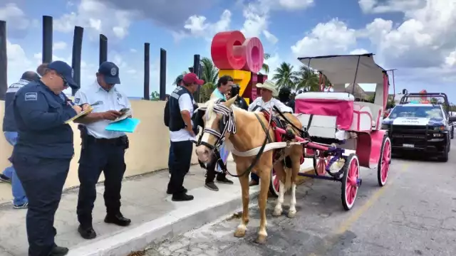 Operativo termina con la detención de dos calesas con caballos y una calesa eléctrica