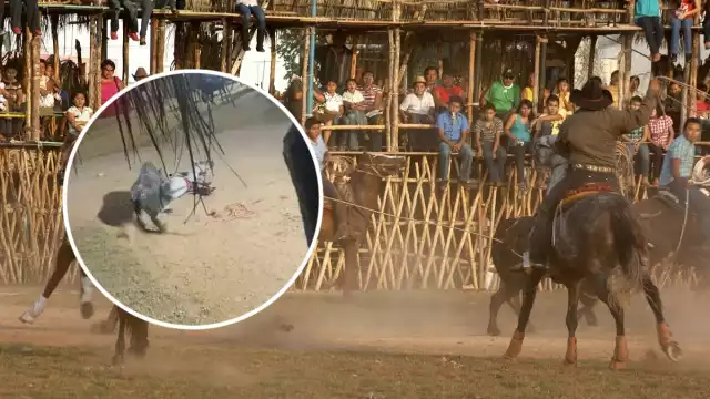 El caballo murió luego de ser corneado por el toro en un torneo de lazo