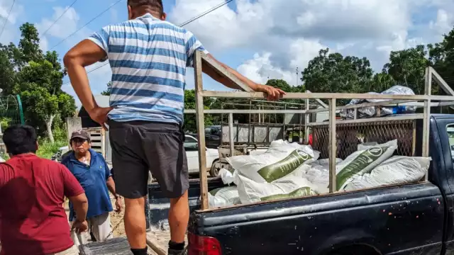 Los fertilizantes, explicó el técnico del programa, se deben aplicar, en el caso del Dap, 15 días después de germinado el maíz