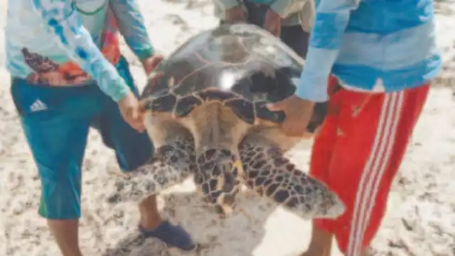 En menos de un mes, han recalado tres tortugas en malas condiciones