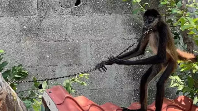 El mono araña fue traslado al ecoparque zoológico de Ciudad del Carmen