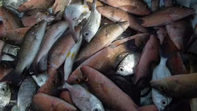 Reciben todos los días envíos de la costa, por lo que pueden garantizar su frescura