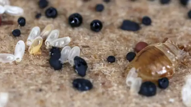 Existen diversos métodos para terminar con las chinches