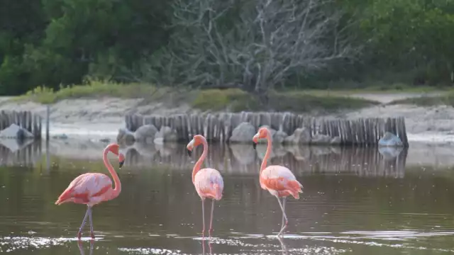 En los últimos días, los vecinos que residen en el Oriente del puerto han reportado la visita de estos animales silvestres