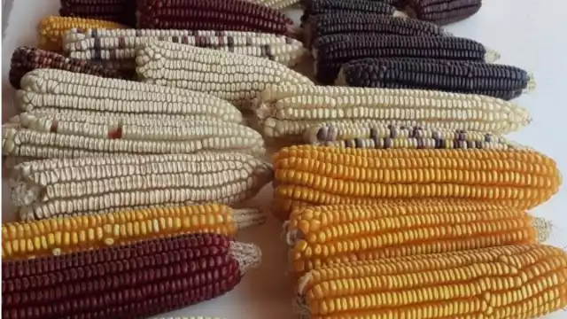 Karla Avilés dijo que pese a ello, siguen cultivándolo