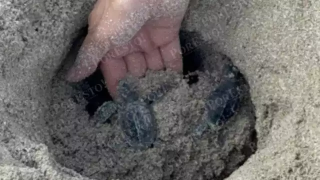 Arribazón 2025: más crías liberadas y mayor protección en Punta Xén