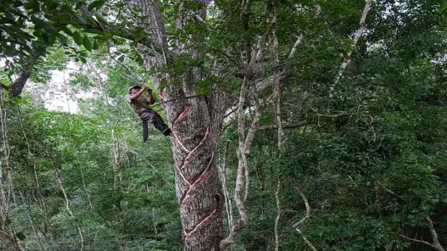 Adams combinó la resina con azúcar y colorantes, lo que dio como resultado un chicle moderno