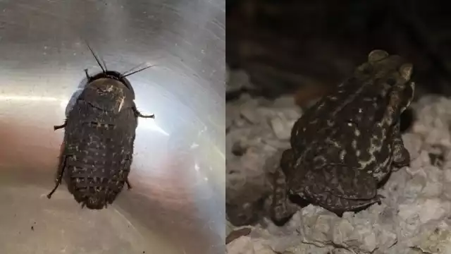 En esta época del año se pueden ver diversos insectos, algunos ponzoñosos, y anfibios