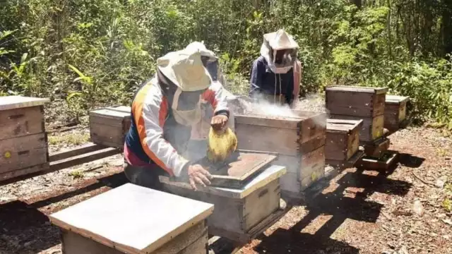 Campeche, Yucatán y Chiapas, producen el 40% de toda la miel de México