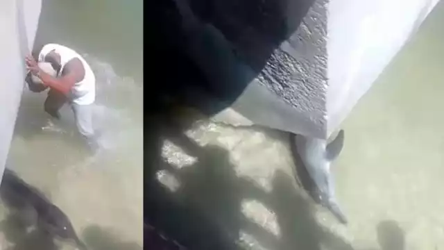 El delfín se encontraba atorado debajo del puente