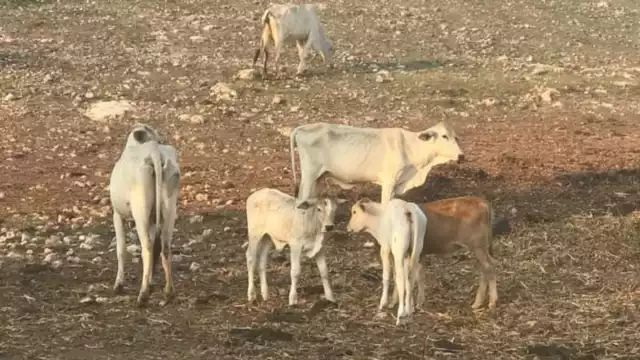 Durante el 2023, los productores tuvieron que implementar medidas emergentes para alimentar al ganado
