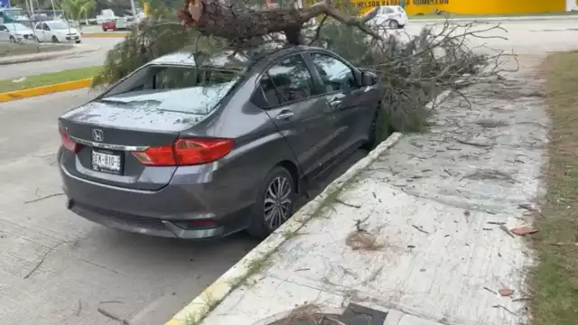 Las ramas del pino ya no soportaban el peso y cayeron
