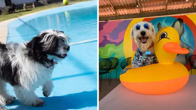 Este parque ha recibido más de 600 perros en lo que va del año