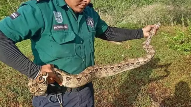 Durante la tarde de ese mismo día se atrapó a una boa juvenil