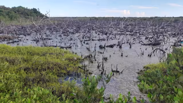 La Comisión de Agua Potable y Alcantarillado rellenó con arena y sascab los alrededores de la Planta Tratadora de Aguas Negras.