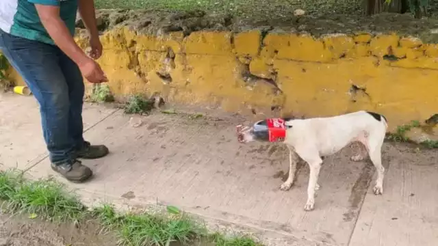 Trabajadores de Aseo Urbano le quitaron una botella de plástico a un animal que estaba deambulando