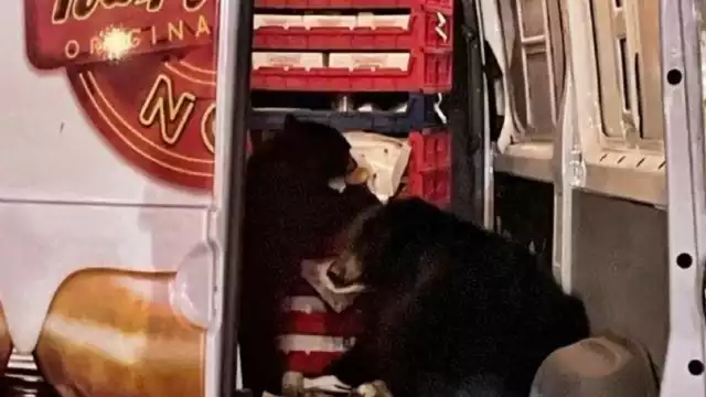 Las osas fueron fotografiadas por los curiosos. Foto: Especial