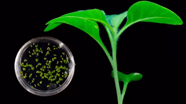 El resultado tiene una importante incidencia en la sociedad, en particular a las personas que trabajan el campo