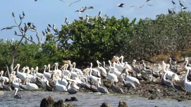 Se estima que en cada temporada de invierno llegan unos 10 mil ejemplares anidantes