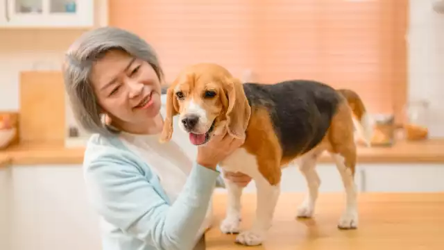 Abuelita en China busca beneficiar a sus perritos con una herencia de millones