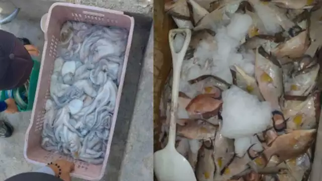 El pulpo y boquinete son especies en veda en Yucatán